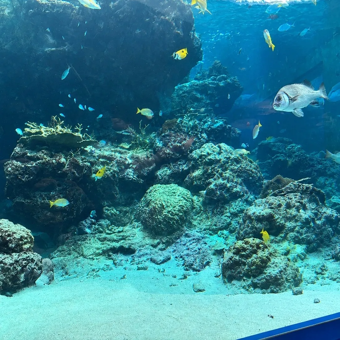 🌴⭐︎タートルレンタカーがおすすめする沖縄観光スポット⭐︎🌴